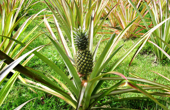 菠萝会“麻”嘴？那是你不知道它还能这样吃！