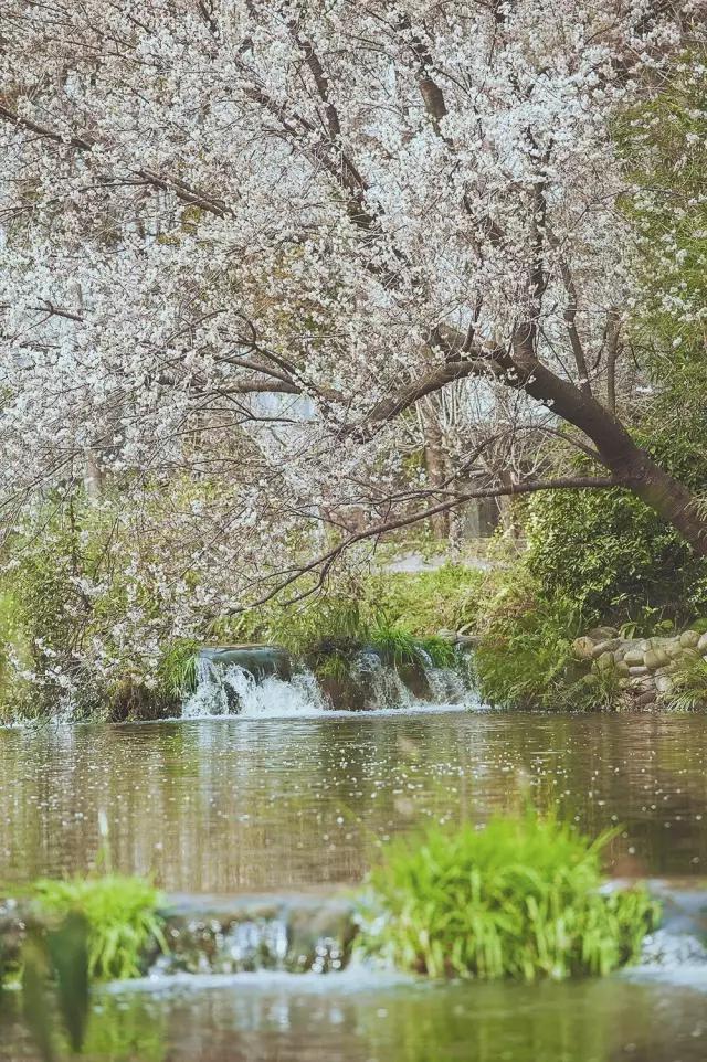 他在这里盖房子时，日本人还没学会唐风