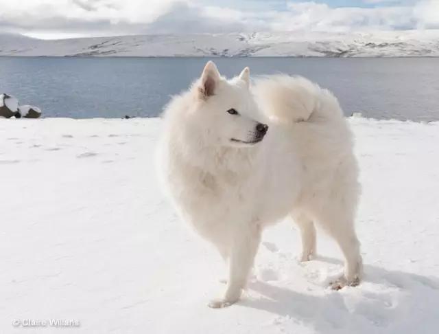动物世界犬种-萨摩耶犬