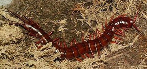 南美大型蜈蚣亚洲巨人蜈蚣,世界上比蜈蚣还多脚的动物