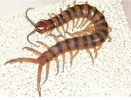 南美大型蜈蚣亚洲巨人蜈蚣,世界上比蜈蚣还多脚的动物