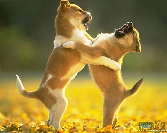 狗狗被咬伤伤到神经,狗狗被咬伤需要打碎伤风吗