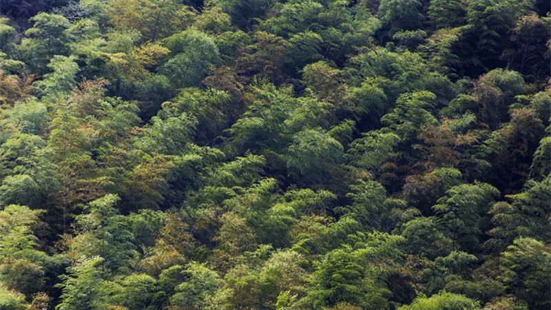 杭州最值得去吃的地方,杭州旅游美食推荐地点