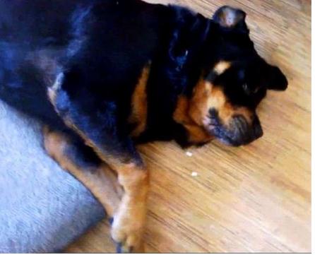 毛小孩吃药后突然倒地翻白眼，吓坏主人！结果却让人笑翻了