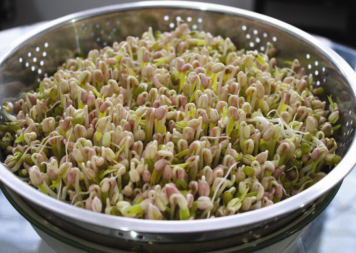 最全的芽苗菜种植技术省钱又生态,芽苗菜在家大量种植