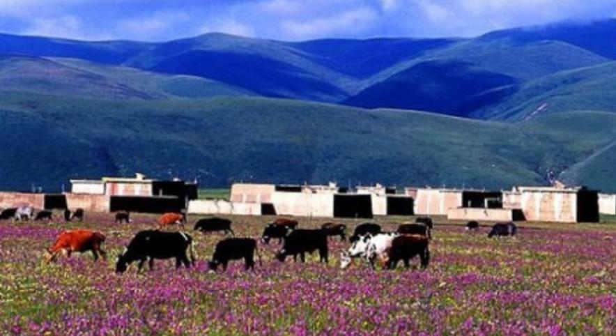 阿坝有个壤塘县，误落凡间的天空之城，美得真实，美得醉人