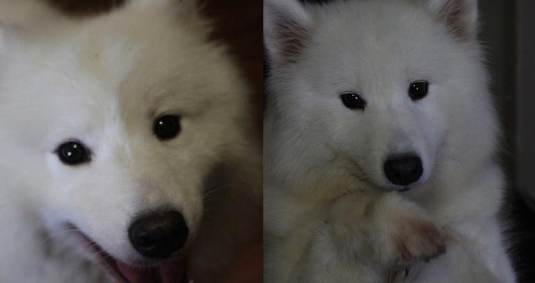 狗狗剃了毛毛后伤心没自信了，结果却因为这些原因重振威武