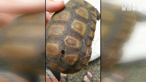 乌龟从13楼掉下去还能活吗,十多只乌龟全死了