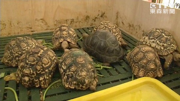 乌龟从13楼掉下去还能活吗,十多只乌龟全死了