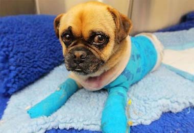 狗狗被烫伤绝不能忽视，狗狗被烫伤的急救措施