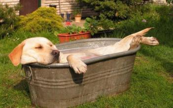 狗狗被烫伤绝不能忽视，狗狗被烫伤的急救措施