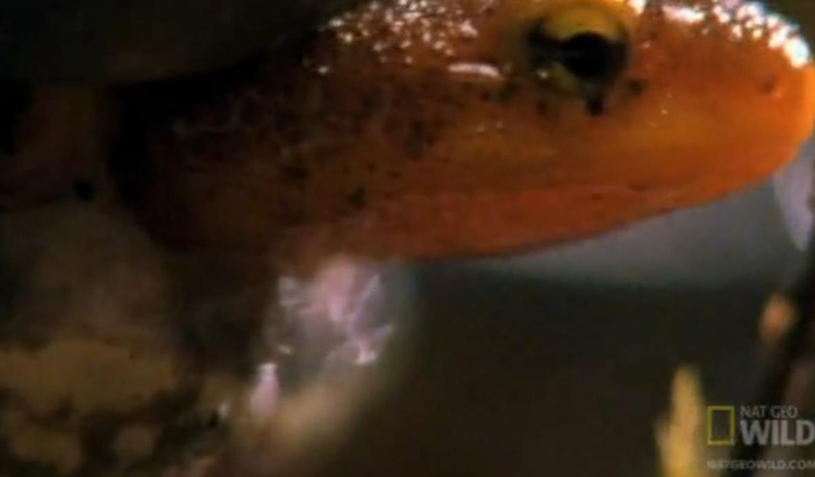 大青蛙吃了只害虫,大青蛙吃小蛇无所畏惧