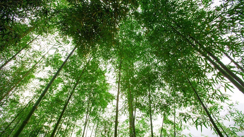 杭州最值得去吃的地方,杭州旅游美食推荐地点