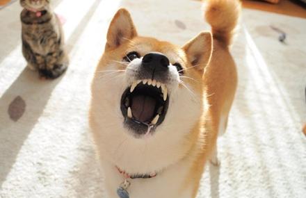 狗狗牙齿被拔光了,狗狗的牙齿被主人一颗一颗拔掉