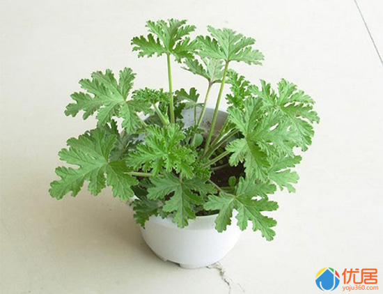 家里虫子太多怎么处理用什么方法,家里虫子多怎么办快速解决