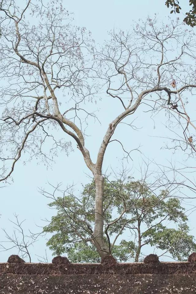 他在这里盖房子时，日本人还没学会唐风