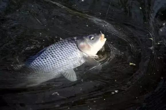 大鱼怎么遛鱼消耗体力,花式遛鱼操作技巧视频