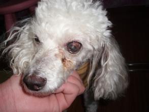 亲眼看着狗狗被杀死怎么办,狗狗的一只眼睛瞎了如何治疗