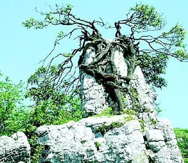 文人树盆景美不胜收,中国神奇的十大盆景