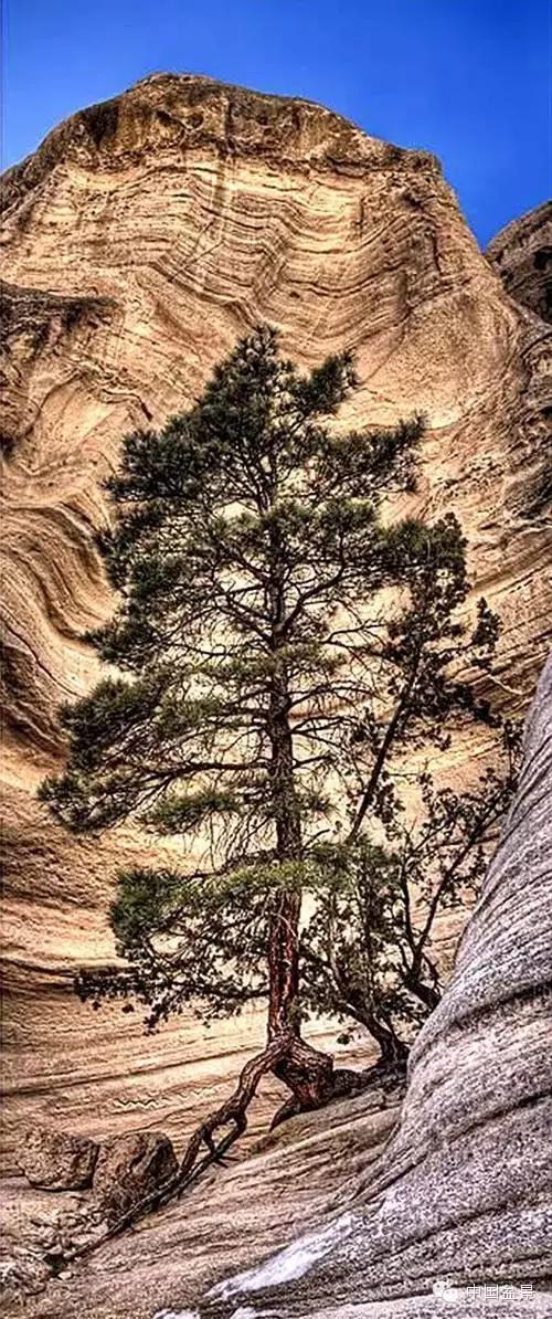 文人树盆景美不胜收,中国神奇的十大盆景