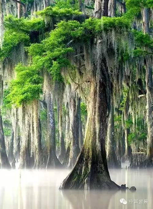 文人树盆景美不胜收,中国神奇的十大盆景