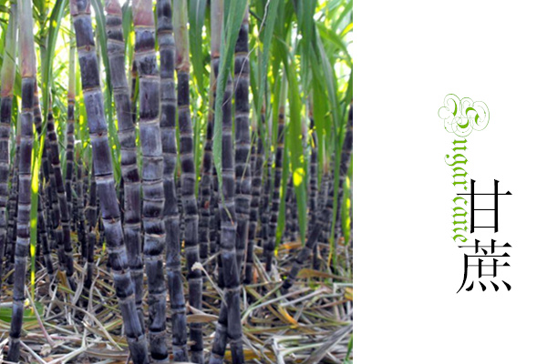 “清明蔗毒过蛇”都是变质惹的祸