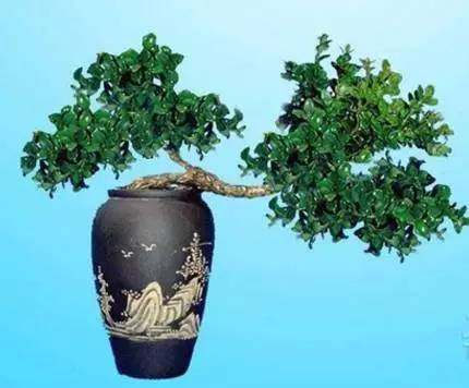 他的树一年只长一寸，但一年能销售300多万！