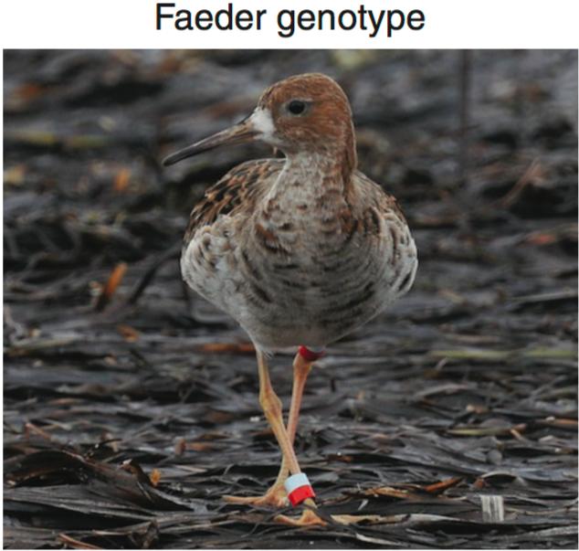 “撩妹”技巧各不同，超级基因说了算？