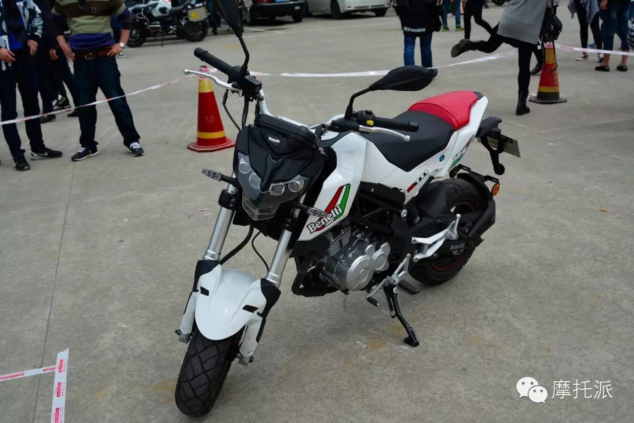 贝纳利小暴龙暴力吗,贝纳利小暴龙最详细的介绍