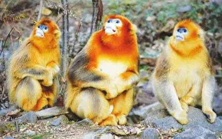 西安香格里拉是一个旅游景点吗,西安香格里拉游玩攻略