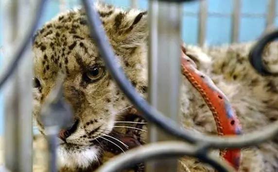 一些人其实是放生实则是杀生,放生又杀生有什么罪过