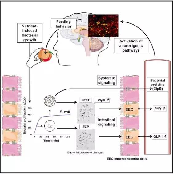 盘点|逆天的肠道菌群，又有哪些新作为？