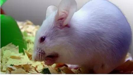 盘点|逆天的肠道菌群，又有哪些新作为？