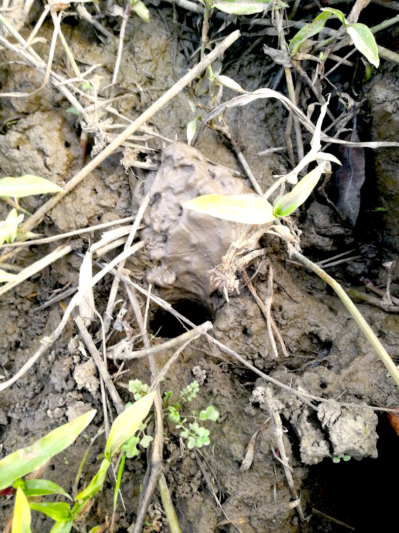 小龙虾过冬会不会死,小龙虾是怎么过冬的