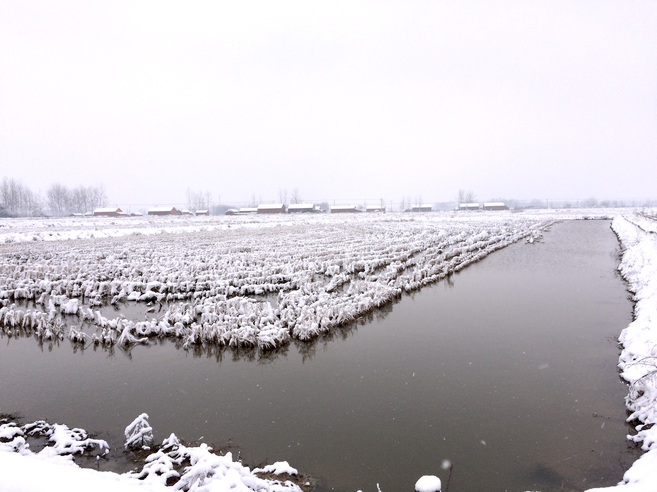 小龙虾过冬会不会死,小龙虾是怎么过冬的