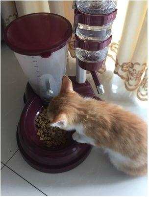 过年带猫回家关注事项,过年带猫回家怎么防止它不乱跑