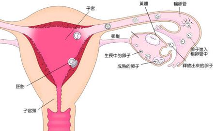 女人没有卵巢会怎样？是不是就不是女人了？