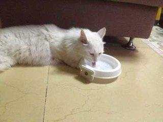 过年带猫回家关注事项,过年带猫回家怎么防止它不乱跑