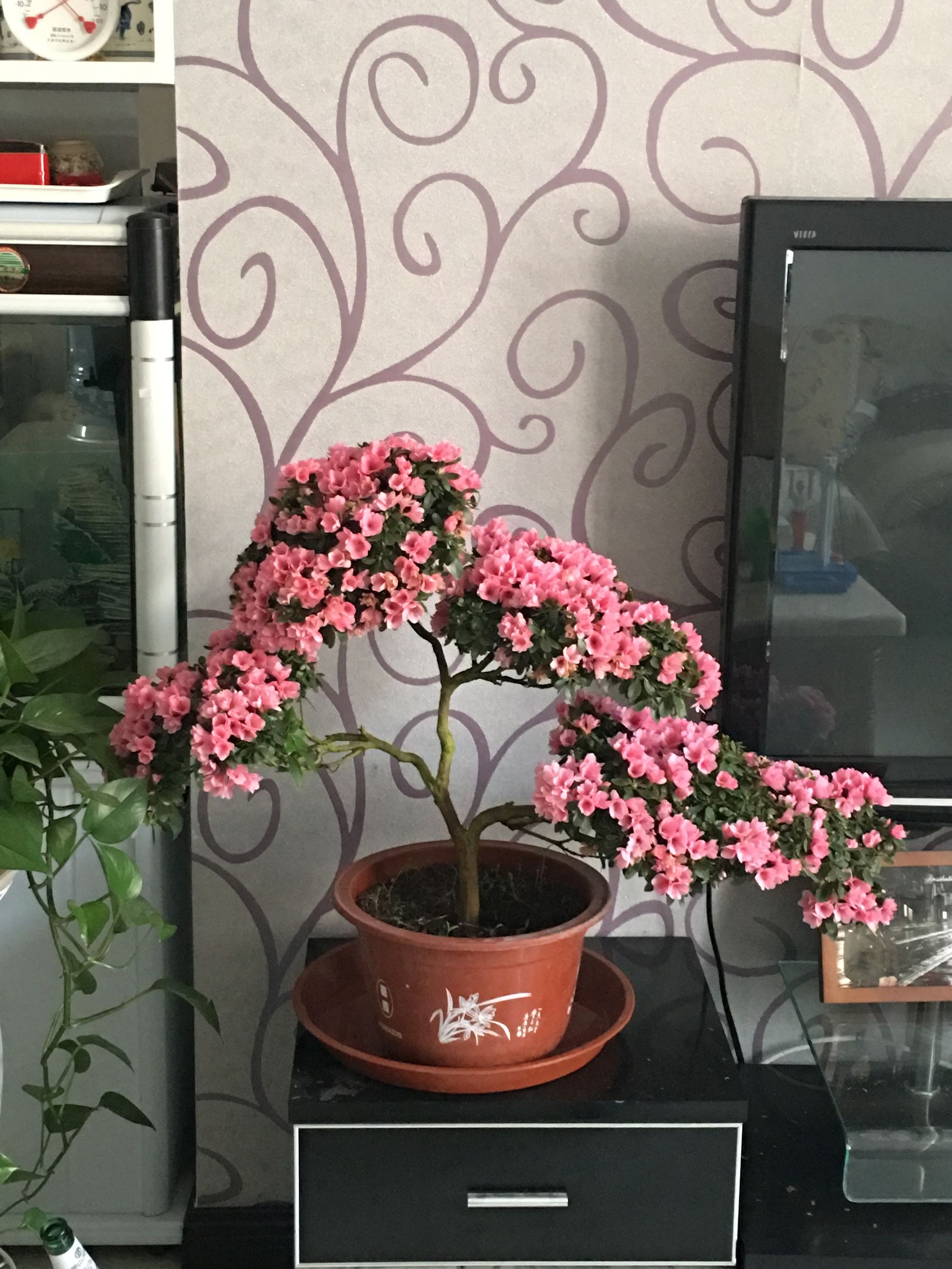 冬天室外植物怎么养,北方冬天室外植物怎么过冬