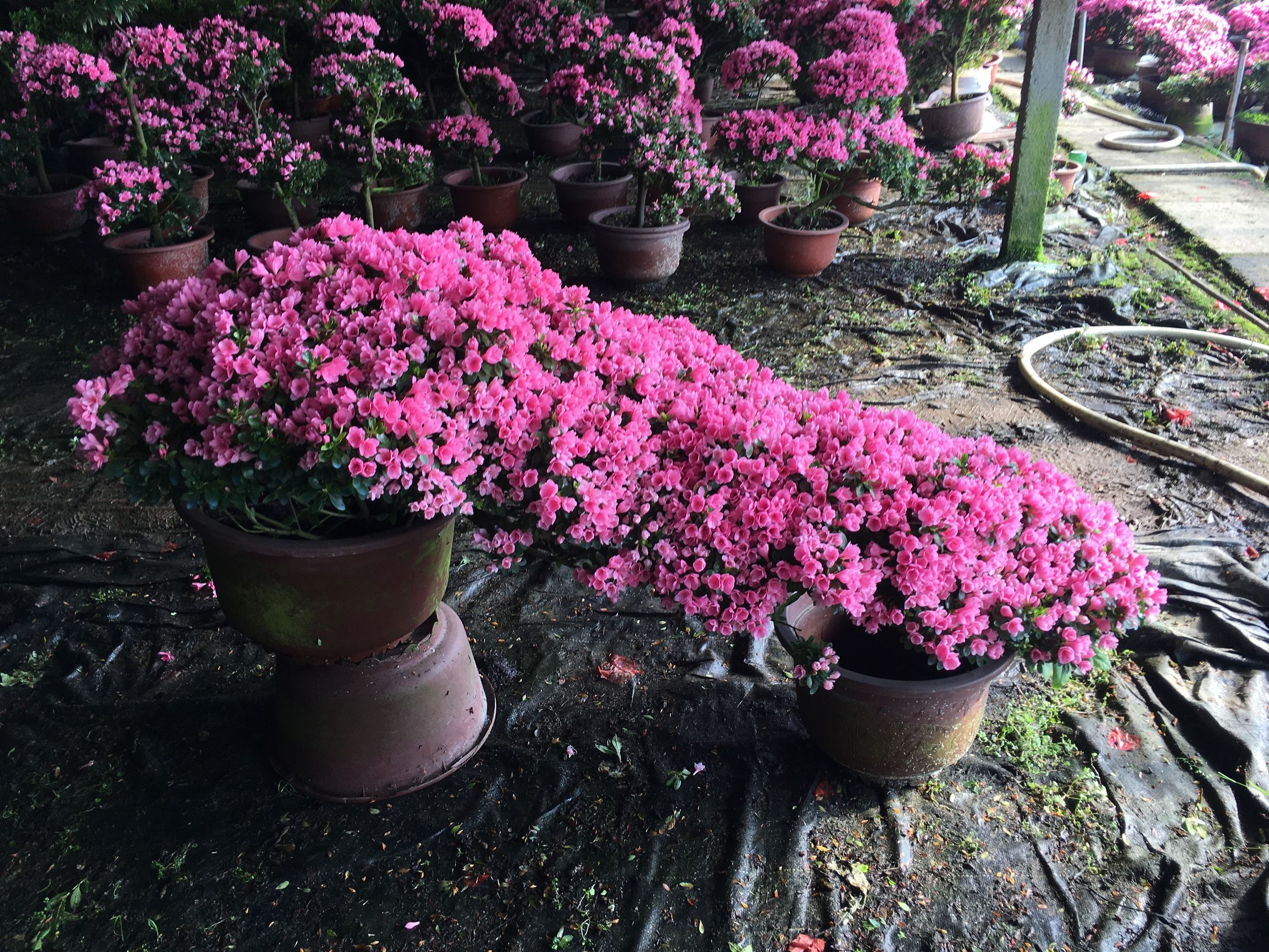 冬天室外植物怎么养,北方冬天室外植物怎么过冬