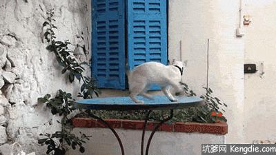 小猫调皮怎么调教,怎么调教调皮的猫猫