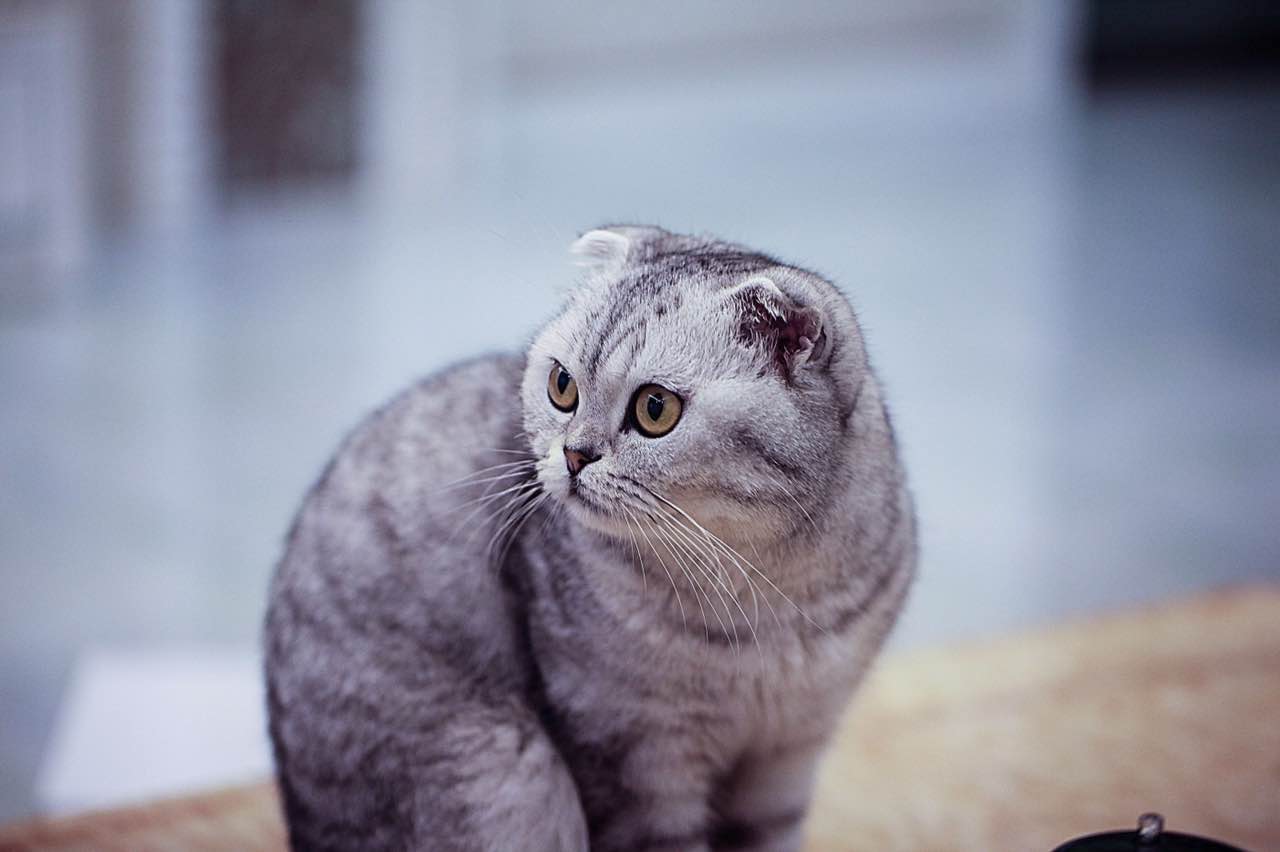 过年带猫回家关注事项,过年带猫回家怎么防止它不乱跑