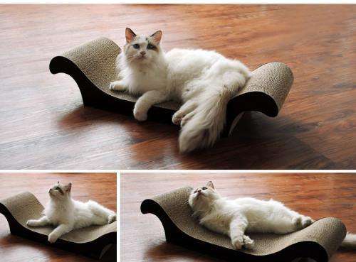 过年带猫回家关注事项,过年带猫回家怎么防止它不乱跑