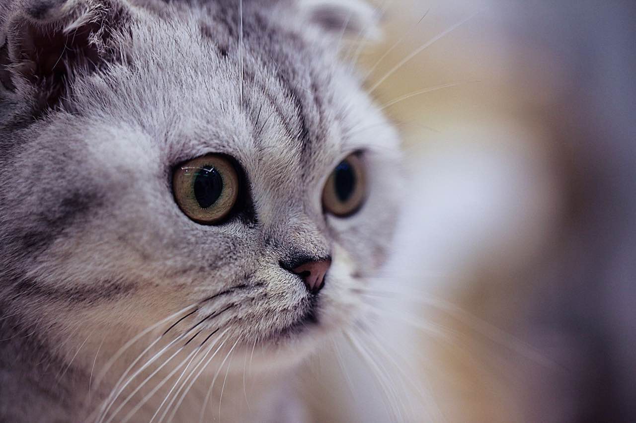 过年带猫回家关注事项,过年带猫回家怎么防止它不乱跑