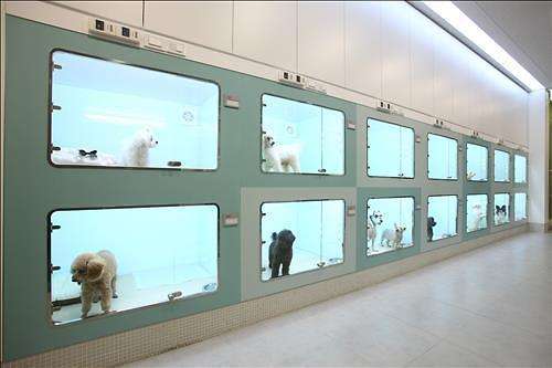 过年带猫回家关注事项,过年带猫回家怎么防止它不乱跑