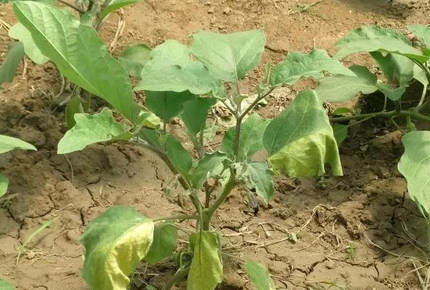 露天茄子病特效药,茄子黑心病如何防治