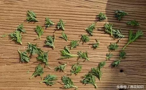 金钱树球根烂了还能救活吗,铁树的根全部烂了还能救活吗