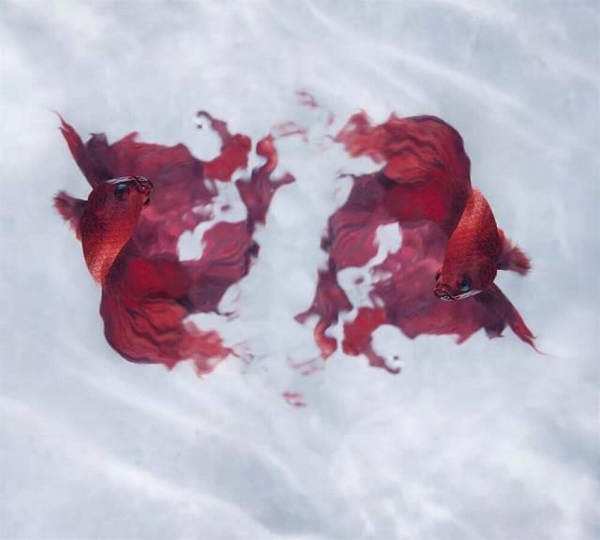 兰玉设计了哪些明星婚纱,为明星设计礼服