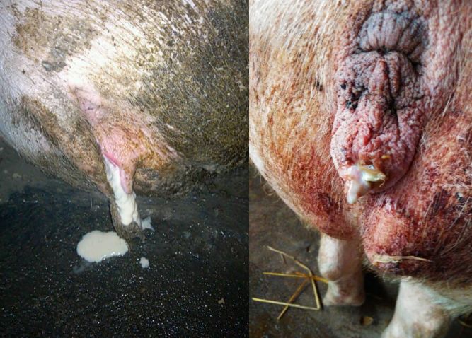 母猪产后需要打什么针,母猪产后消炎不彻底