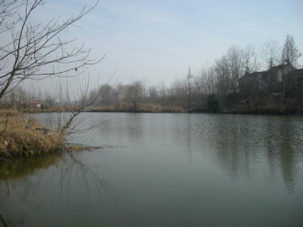 大条有二两，小的有五钱，这可是正宗的寒冬江鲫哟